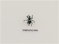 藏品(小圓斑球背象鼻蟲)的圖片